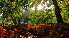 Landscapes Trees autumn lakes