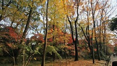 Landscapes Trees autumn maple-leaf forests shrine