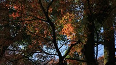 Landscapes Trees autumn maple-leaf shrine