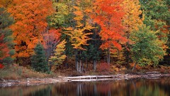Landscapes Trees autumn Michigan forests National