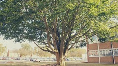 Landscapes Trees autumn natural urban