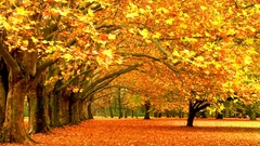Landscapes Trees autumn Parks