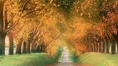 Landscapes Trees autumn paths