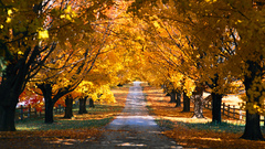 Landscapes Trees autumn paths