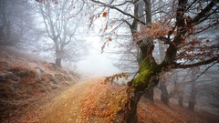 Landscapes Trees autumn paths mist