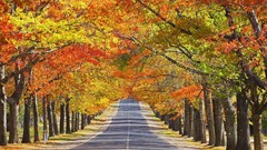 Landscapes Trees autumn roads