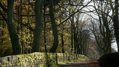 Landscapes Trees autumn roads