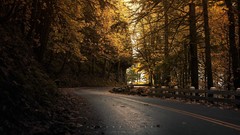 Landscapes Trees autumn roads Greg Martin fences