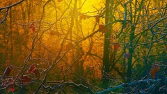 Landscapes Trees autumn sunlight forests