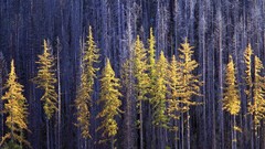 Landscapes Trees autumn Washington forests National