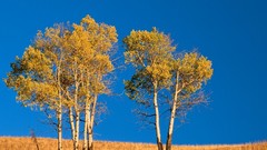 Landscapes Trees autumn Wyoming Aspen national park yellowstone