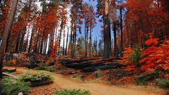 Landscapes Trees autumn Yosemite National Park national park 