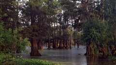 Landscapes Trees bald cypress louisiana