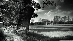 Landscapes Trees Bicycles fields grayscale