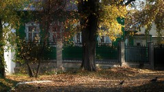 Landscapes Trees Birds buildings