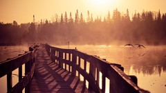 Landscapes Trees Birds lakes walking way