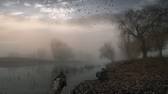 Landscapes Trees Birds mist rivers