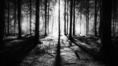 Landscapes Trees black and white Europe monochrome romania 