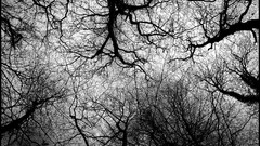 Landscapes Trees black and white France French monochrome skies 