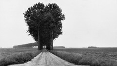 Landscapes Trees black and white roads monochrome fields