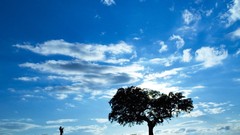 Landscapes Trees blue Portugal silhouettes lonely skyscapes