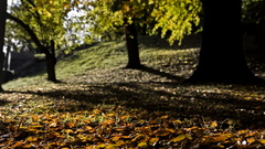 Landscapes Trees bokeh depth