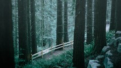 Landscapes Trees branches Plants fences forests