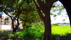 Landscapes Trees Brazil Sao Paulo ribeirao preto