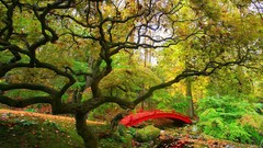 Landscapes Trees Bridges