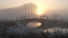 Landscapes Trees Bridges
