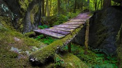 Landscapes Trees Bridges forests