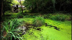 Landscapes Trees Bridges forests ponds James Lapett