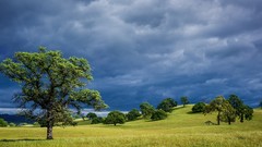 Landscapes Trees California
