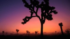 Landscapes Trees California queen valleys joshua tree national 