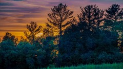 Landscapes Trees Canada