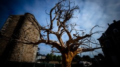 Landscapes Trees Castles