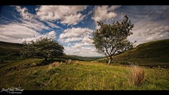 Landscapes Trees clouds
