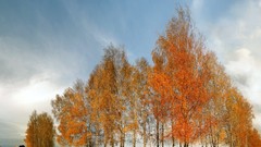 Landscapes Trees clouds