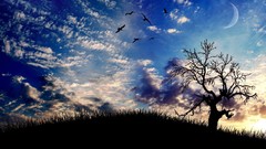 Landscapes Trees clouds Birds skyscapes