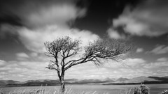 Landscapes Trees clouds Ireland grayscale