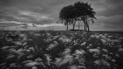 Landscapes Trees clouds meadows grayscale