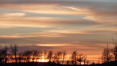 Landscapes Trees clouds skyscapes
