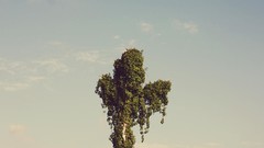 Landscapes Trees clouds skyscapes