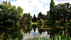 Landscapes Trees clouds vegetation Green reeds lakes 
