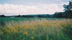 Landscapes Trees clouds wheat France fields