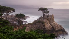 Landscapes Trees coast