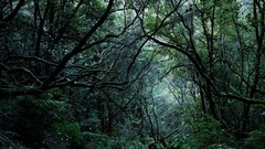 Landscapes Trees dark forests