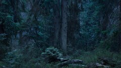 Landscapes Trees dawn forests