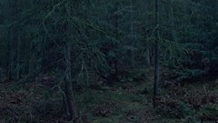 Landscapes Trees dawn forests