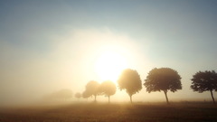 Landscapes Trees dawn skyscapes